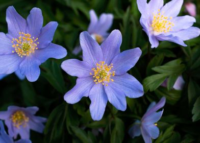 Purple blue wood anemone