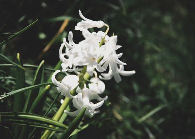 White hyacinth