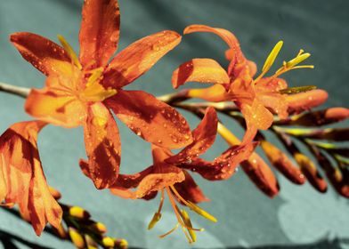 Orange Crocosmia flower