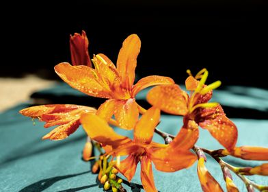 Orange Crocosmia flower