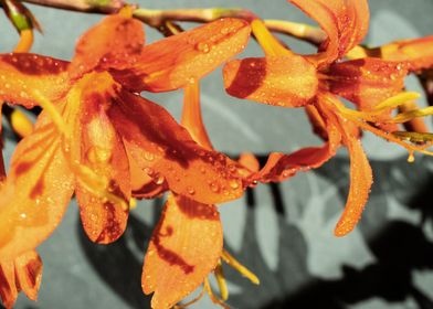 Orange Crocosmia flower