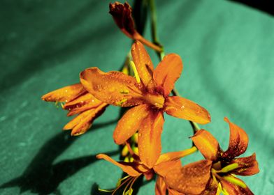 Orange Crocosmia flower