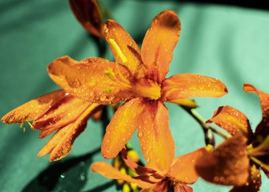 Orange Crocosmia flower