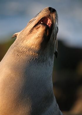 California Sea lion