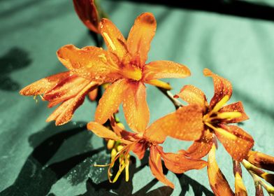 Orange Crocosmia flower