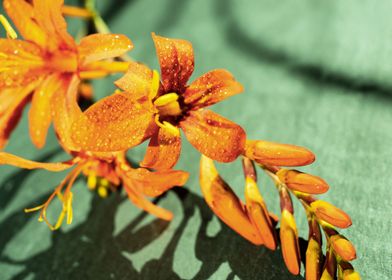 Orange Crocosmia flower