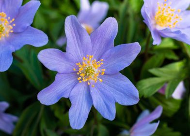 Purple blue wood anemone