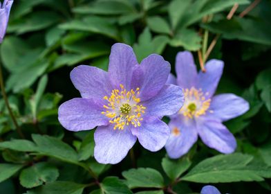 Purple blue wood anemone