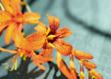 Orange Crocosmia flower