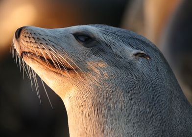 California Sea Lion