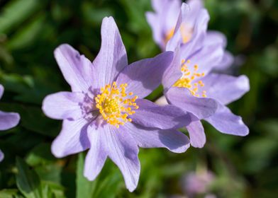 Purple blue wood anemone