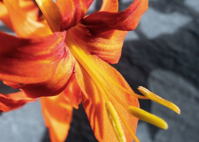 Orange Crocosmia flower