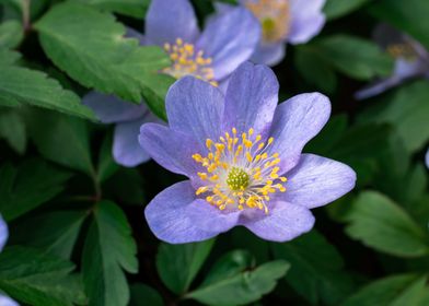 Purple blue wood anemone