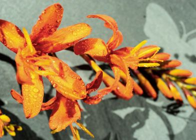 Orange Crocosmia flower