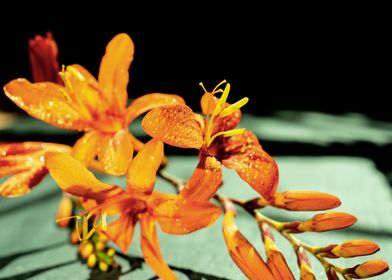 Orange Crocosmia flower