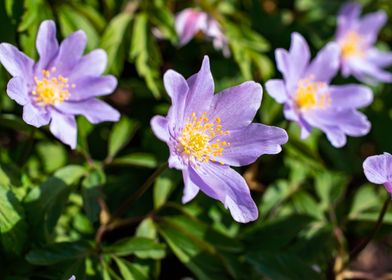 Purple blue wood anemone