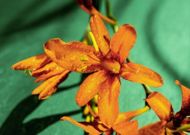 Orange Crocosmia flower