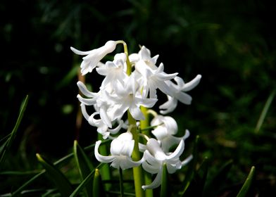 White hyacinth