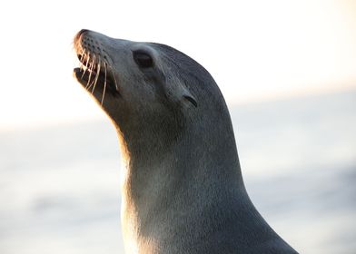 California Sea Lion