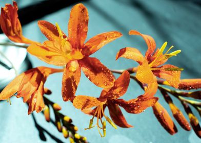 Orange Crocosmia flower