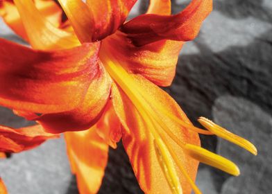 Orange Crocosmia flower