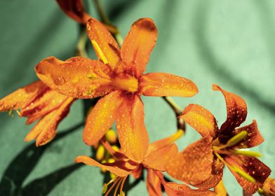 Orange Crocosmia flower