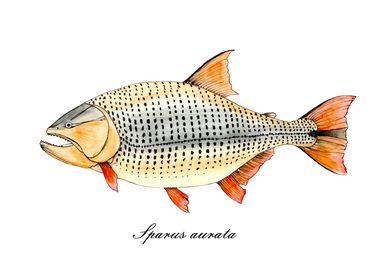 Golden Dorado fish