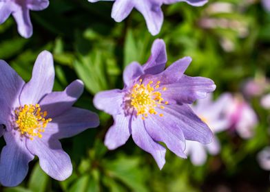 Purple blue wood anemone