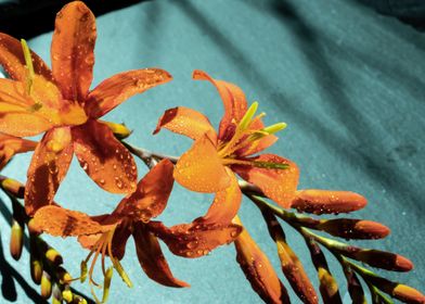 Orange Crocosmia flower