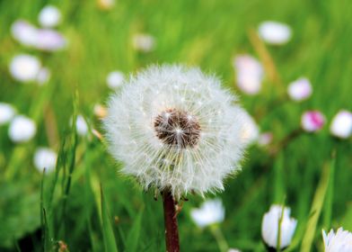 Dandelion in summer