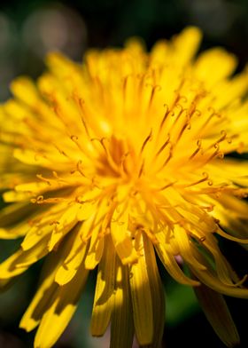 Dandelion in summer