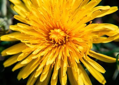 Dandelion in summer