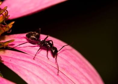 Ant on purple flower petal