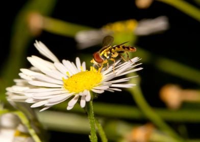 White daisy and hoverfly