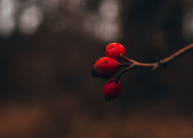 Red berries 