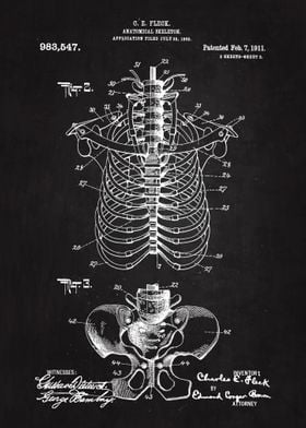 1911 Anatomical Skeleton 