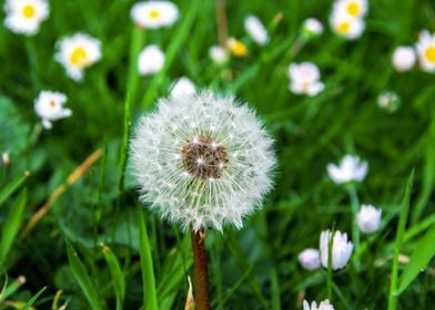 Dandelion in summer