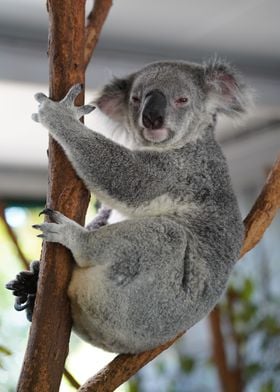 Koala Bear on Tree