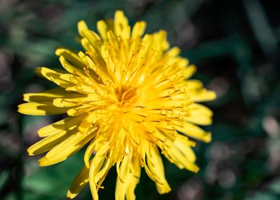 Dandelion in summer