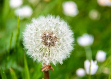 Dandelion in summer