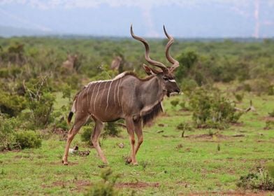 Kudu Male 78