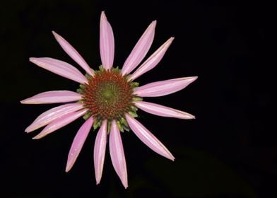 Purple Coneflower 