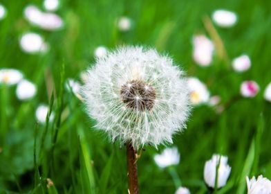 Dandelion in summer