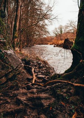 River Roots