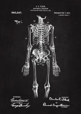 1911 Anatomical Skeleton 