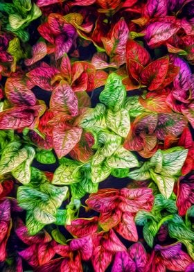 Colorful Plants