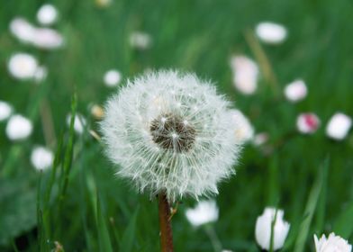 Dandelion in summer