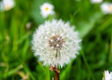 Dandelion in summer