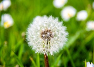 Dandelion in summer