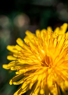 Dandelion in summer